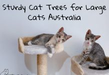 Sturdy Cat Trees for Large Cats Australia