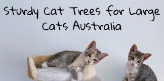 Sturdy Cat Trees for Large Cats Australia
