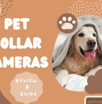 PET COLLAR Cameras