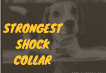Strongest Shock Collar for dog