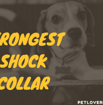 Strongest Shock Collar for dog
