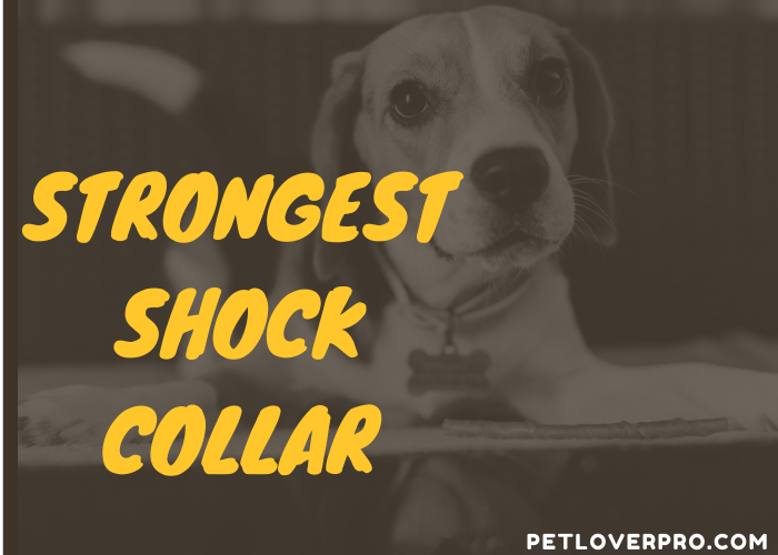 Strongest Shock Collar for dog