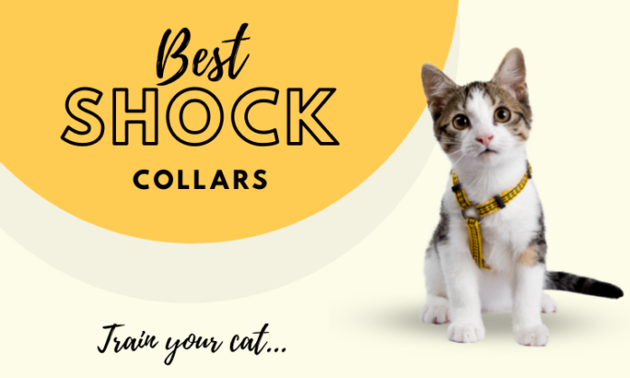 Cat Shock Collars for Training