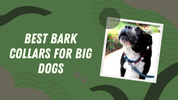 Bark Collars for Large Dogs