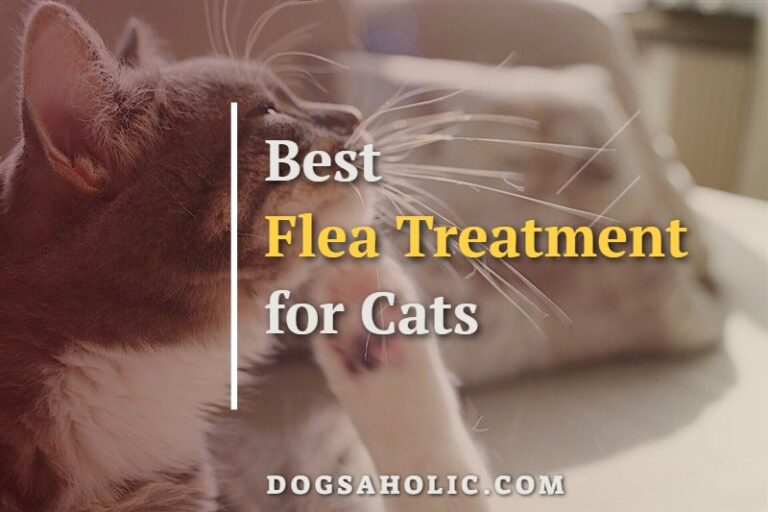 11 Best Flea Treatment for Cats 2022 – Advantage or Frontline?