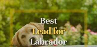 Best Lead for Labrador