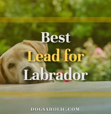 Best Lead for Labrador