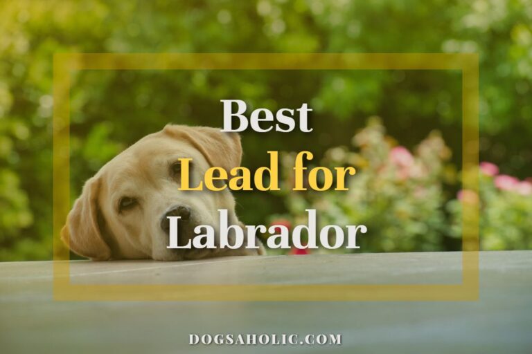 Best Lead for Labrador