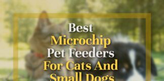 Best Microchip Pet Feeders For Cats And Small Dogs