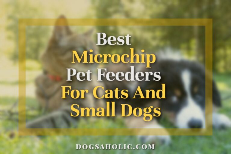 Best Microchip Pet Feeders For Cats And Small Dogs