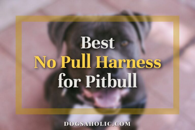 Best No Pull Harness for Pitbull