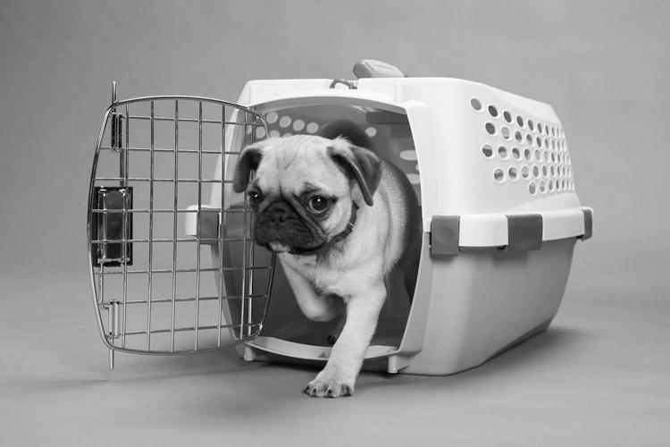 How To Crate Train Your Puppy image 0