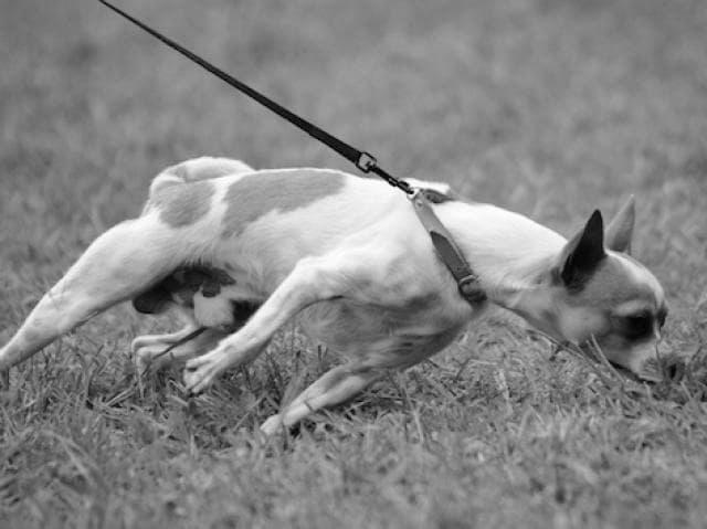 How to train a dog to stop pulling on the leash. image 2