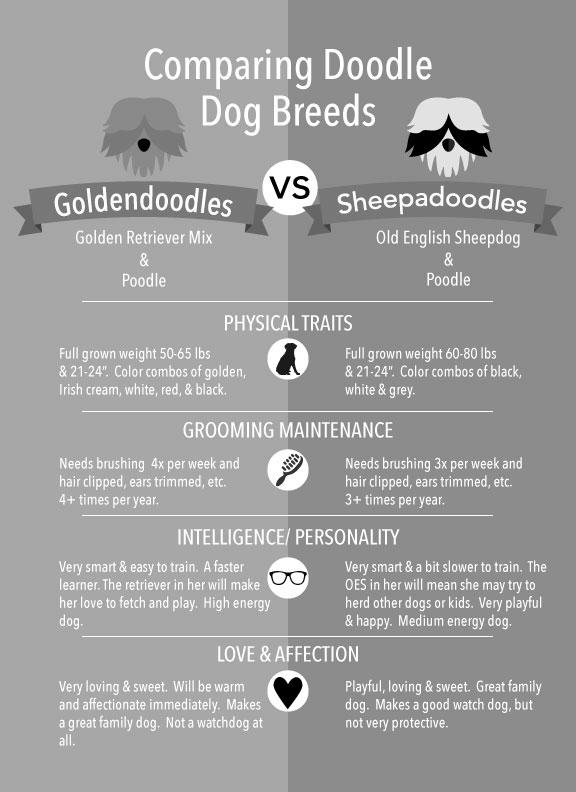 What are the Pros and Cons of Goldendoodles? image 1