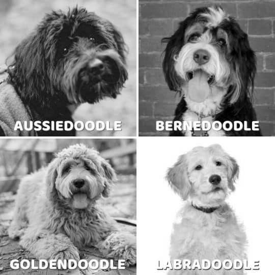 Labradoodle vs goldendoodle comparison which doodle is best for your family photo 1