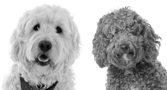 Labradoodle vs goldendoodle comparison which doodle is best for your family photo 2