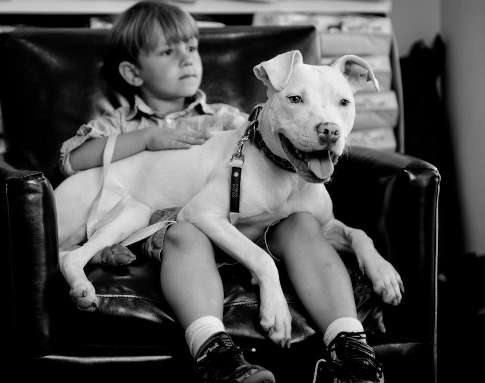 Pit Bulls Ban, why do you want to ban an entire breed? photo 2