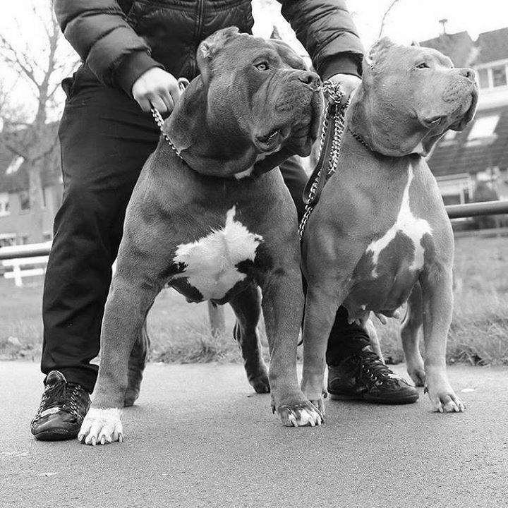 American Pit Bulls = Guard Dogs? photo 1