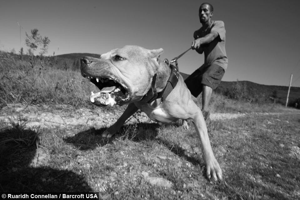 American Pit Bulls = Guard Dogs? photo 2