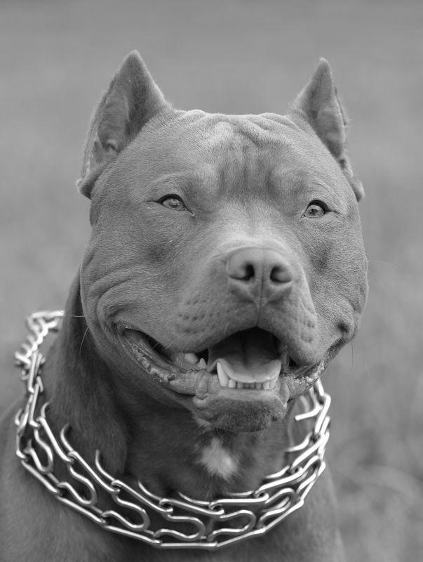 Red Nose Pits photo 3