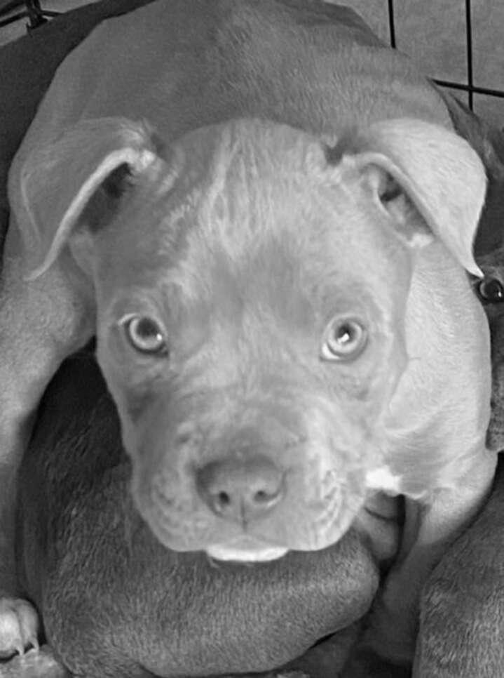 Pitbull Rescue Group Paws Place Inc photo 3