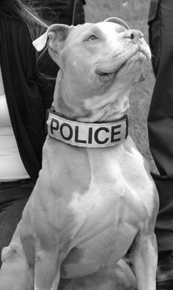 Pitbull Dog Training photo 1