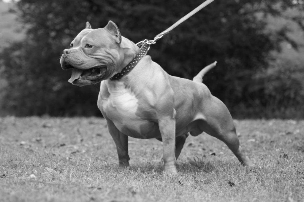 Pitbull Dog Training photo 2