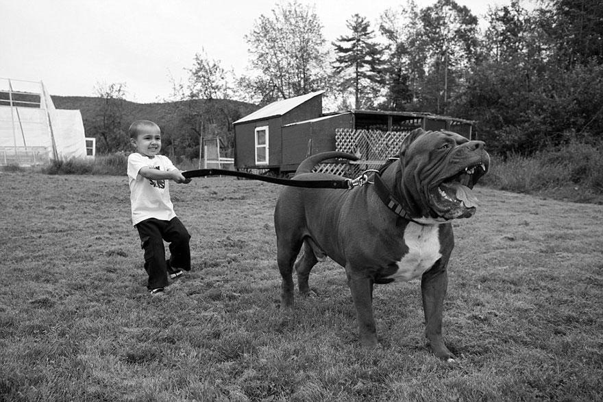 Biggest Pit Bull, how tall and strong? photo 3
