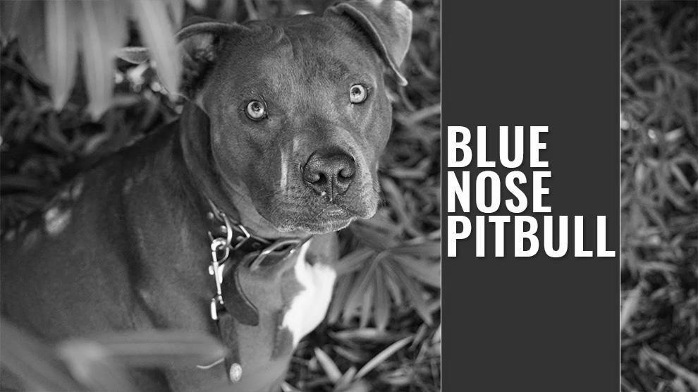 Blue Nose Pits image 1