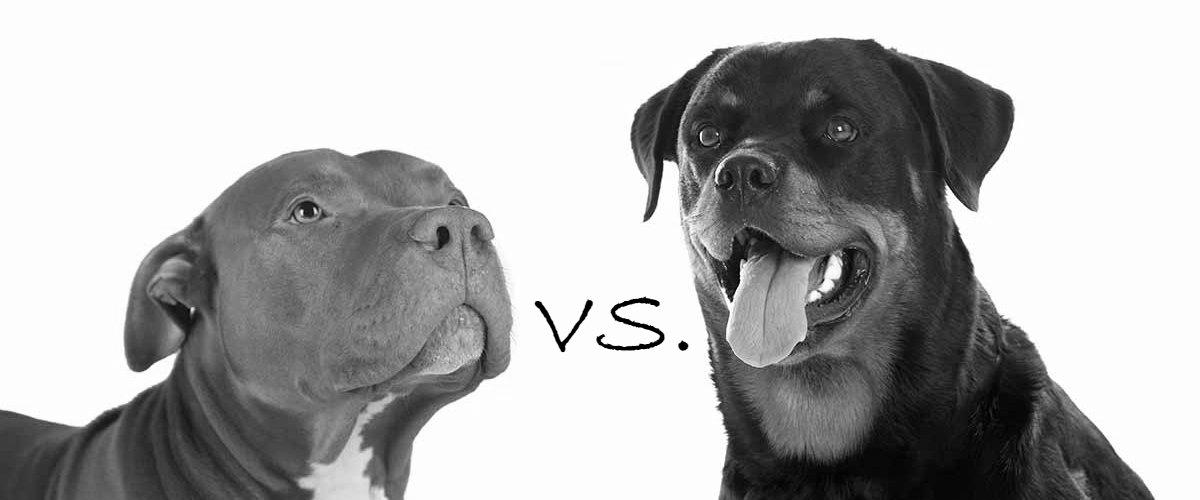 Rottweiler vs Pitbull who is better? image 2