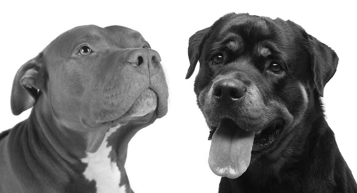 Rottweiler vs Pitbull who is better? image 3