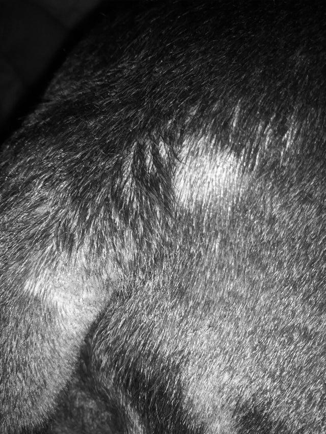 Pitbull Skin Problems image 1