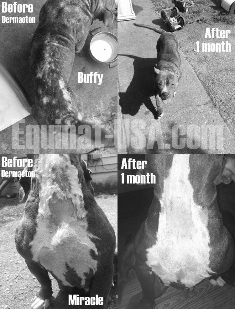 Pitbull Skin Problems image 2