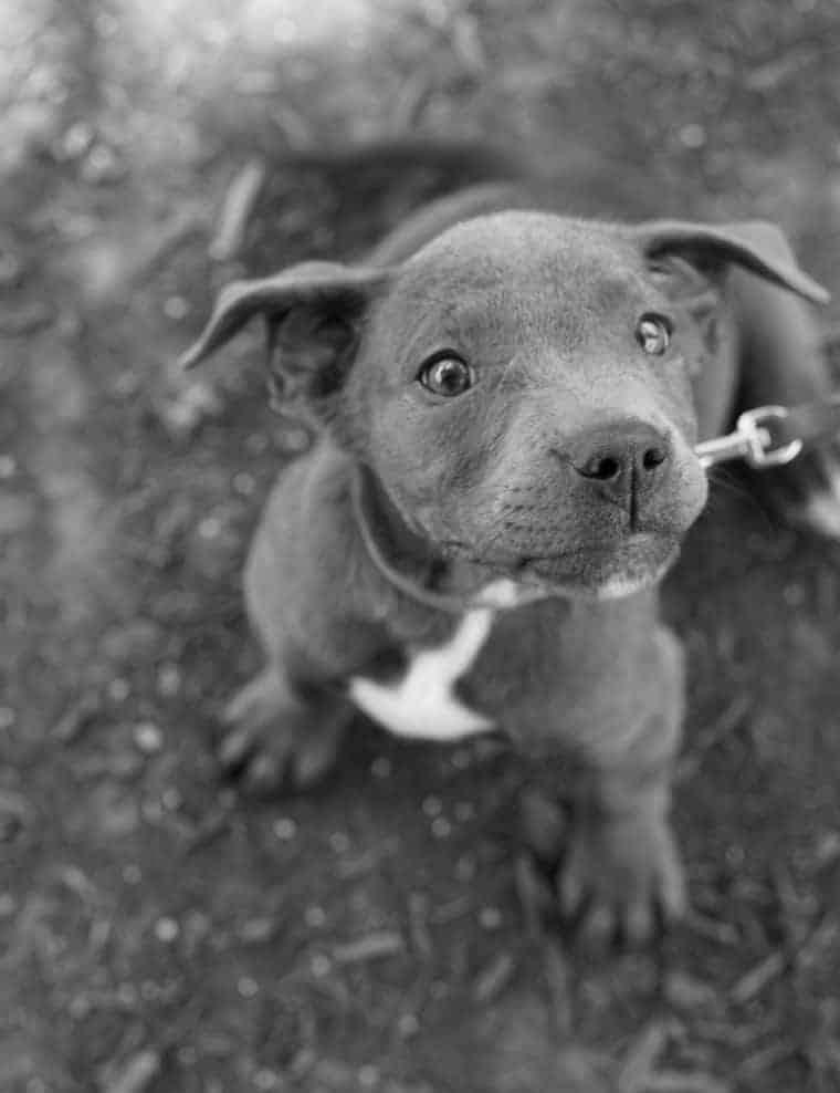 Blue Pit Bulls Dogs image 3