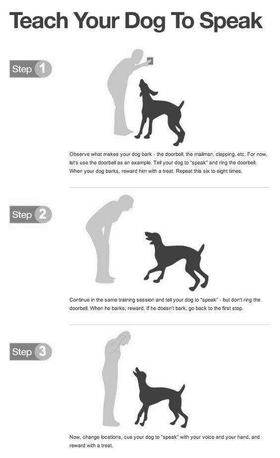 How to Train a Pitbull to Rollover image 1