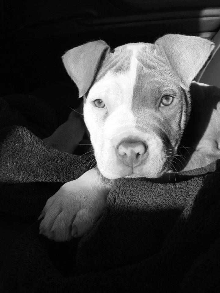American Pitbull Puppies photo 1