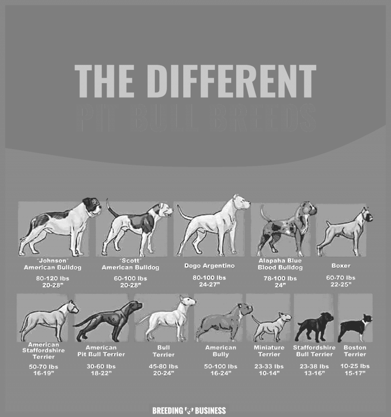 Types of Pitbulls: know the difference! image 1
