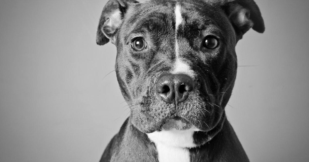 Pitbulls for Sale, what you should know image 1