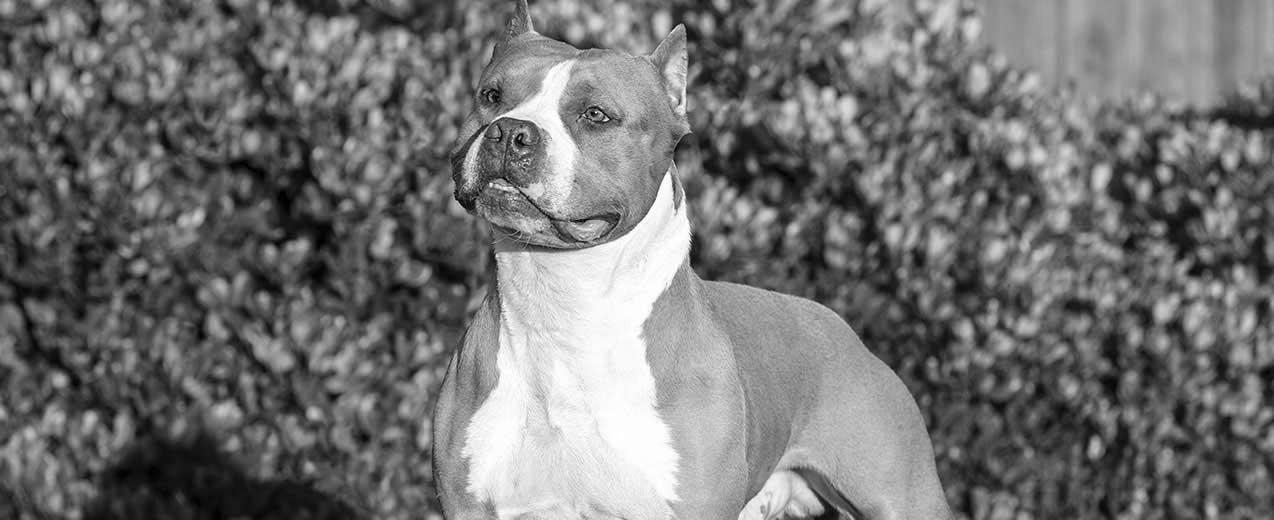American Staffie is cool around other dogs!! image 1