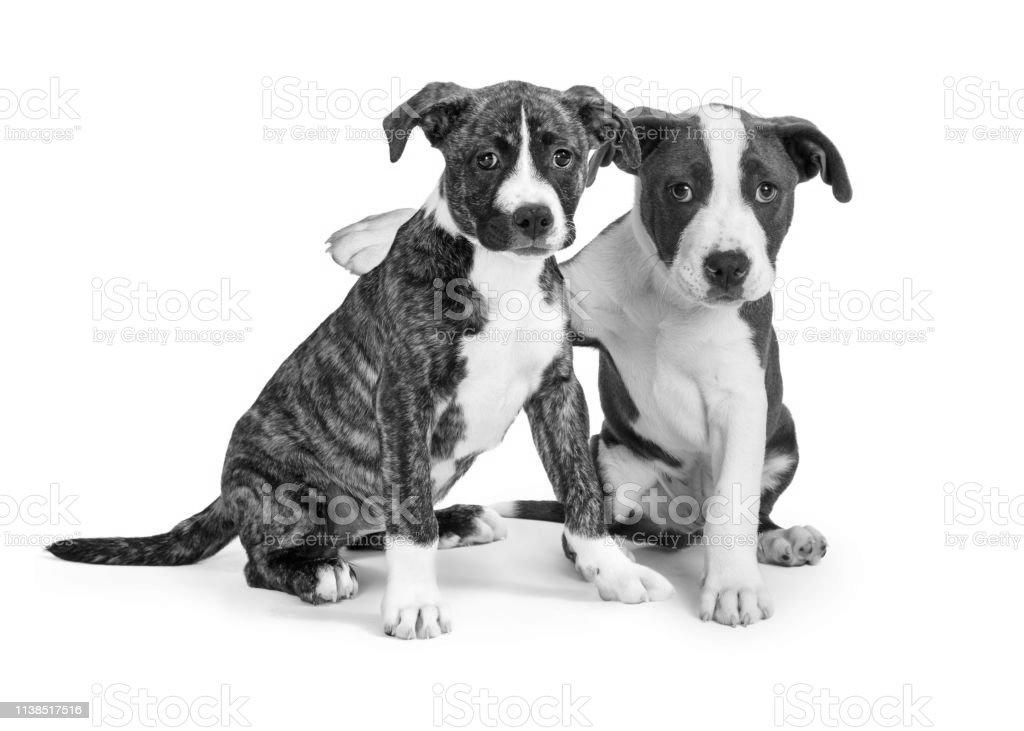 American Staffie is cool around other dogs!! image 2