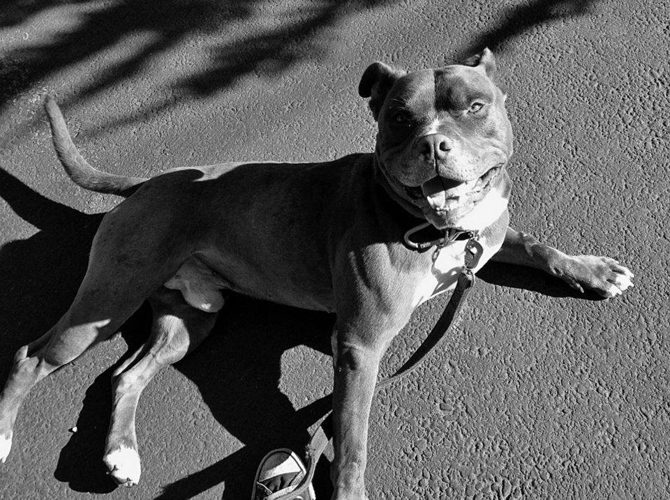 Pit Bull Adoption, how to find the best shelters image 2