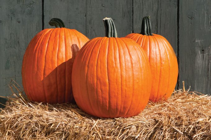 Artistic image showing three pumpkins