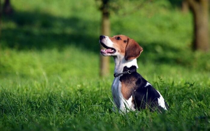 Beagle loyal dog