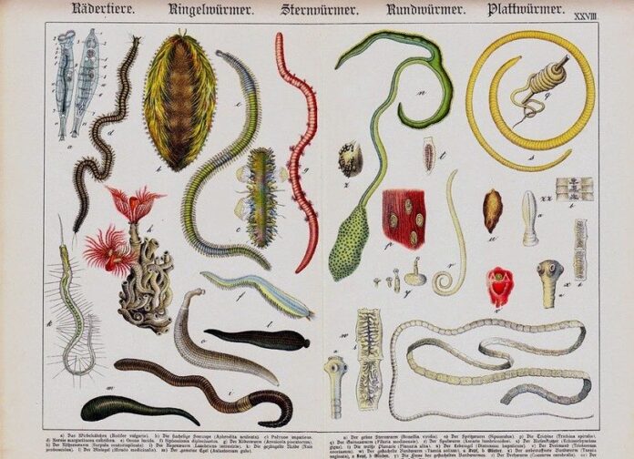 Dog worms of many types