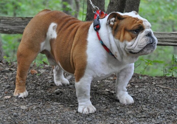 English Bulldog