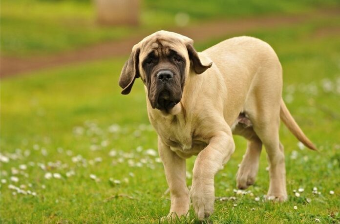 English Mastiff