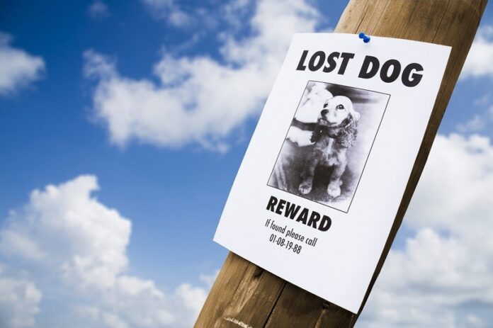 Lost dog poster nailed to a lightpost