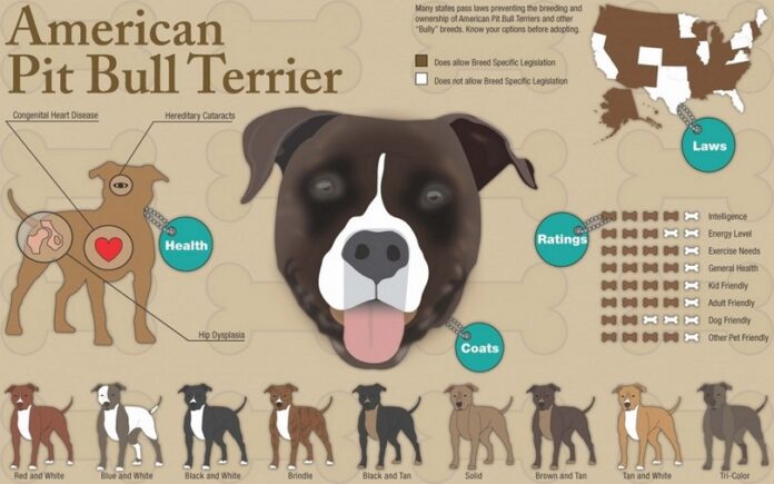 Pit Bull Terrier infographic