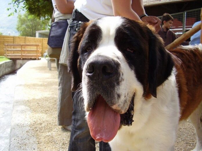 Saint Bernard