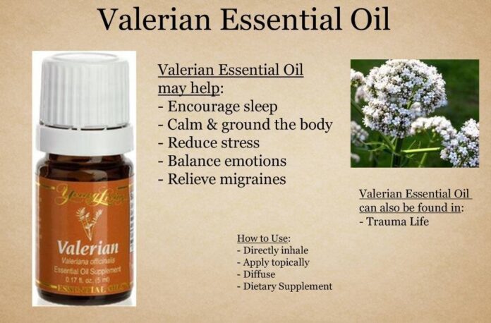 Valerian oil